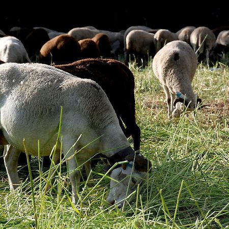 Quinta Dos Barbas Pensjonat Oliveira do Hospital Zewnętrze zdjęcie